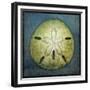 Sand Dollar-John W Golden-Framed Giclee Print