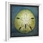 Sand Dollar-John W Golden-Framed Giclee Print