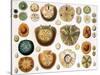 Sand Dollars and Heart Urchins-Science Source-Stretched Canvas