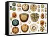 Sand Dollars and Heart Urchins-Science Source-Framed Stretched Canvas