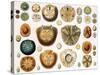 Sand Dollars and Heart Urchins-Science Source-Stretched Canvas