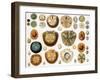 Sand Dollars and Heart Urchins-Science Source-Framed Giclee Print