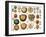 Sand Dollars and Heart Urchins-Science Source-Framed Giclee Print