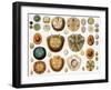 Sand Dollars and Heart Urchins-Science Source-Framed Giclee Print