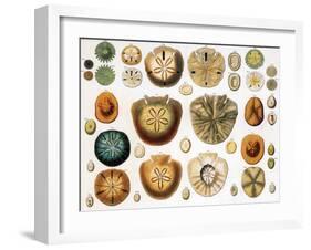 Sand Dollars and Heart Urchins-Science Source-Framed Giclee Print