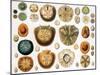 Sand Dollars and Heart Urchins-Science Source-Mounted Giclee Print