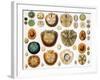 Sand Dollars and Heart Urchins-Science Source-Framed Giclee Print