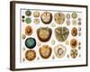 Sand Dollars and Heart Urchins-Science Source-Framed Giclee Print