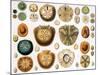 Sand Dollars and Heart Urchins-Science Source-Mounted Giclee Print