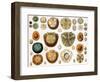 Sand Dollars and Heart Urchins-Science Source-Framed Giclee Print