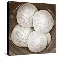 Sand Dollars - Duotone-Katano Nicole-Stretched Canvas