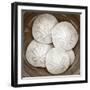 Sand Dollars - Duotone-Katano Nicole-Framed Photo