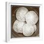 Sand Dollars - Duotone-Katano Nicole-Framed Photo