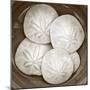 Sand Dollars - Duotone-Katano Nicole-Mounted Photo