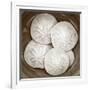 Sand Dollars - Duotone-Katano Nicole-Framed Photo