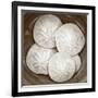 Sand Dollars - Duotone-Katano Nicole-Framed Photo