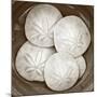 Sand Dollars - Duotone-Katano Nicole-Mounted Photo