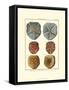 Sand Dollars I-Diderot-Framed Stretched Canvas