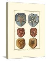 Sand Dollars I-Diderot-Stretched Canvas