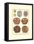 Sand Dollars II-Diderot-Framed Stretched Canvas