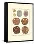 Sand Dollars II-Diderot-Framed Stretched Canvas