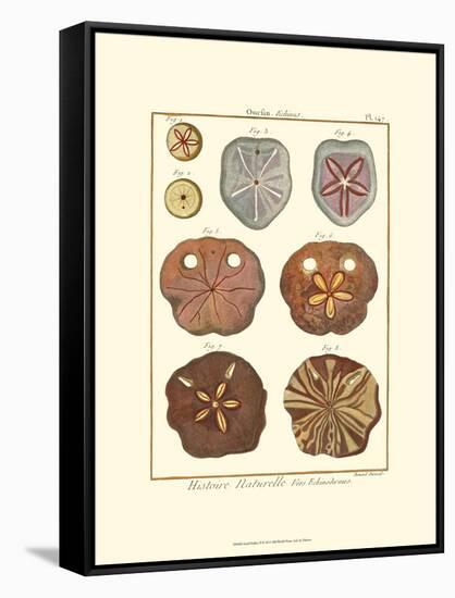 Sand Dollars II-Diderot-Framed Stretched Canvas