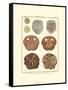 Sand Dollars II-Diderot-Framed Stretched Canvas