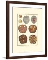 Sand Dollars II-Diderot-Framed Art Print