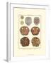 Sand Dollars II-Diderot-Framed Art Print