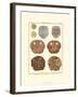 Sand Dollars II-Diderot-Framed Art Print