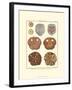 Sand Dollars II-Diderot-Framed Art Print