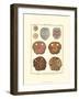 Sand Dollars II-Diderot-Framed Art Print