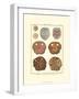 Sand Dollars II-Diderot-Framed Art Print