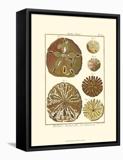 Sand Dollars III-Diderot-Framed Stretched Canvas