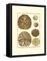 Sand Dollars III-Diderot-Framed Stretched Canvas