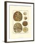 Sand Dollars III-Diderot-Framed Art Print