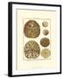 Sand Dollars III-Diderot-Framed Art Print