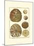 Sand Dollars III-Diderot-Mounted Art Print