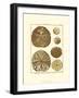 Sand Dollars III-Diderot-Framed Art Print