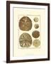 Sand Dollars III-Diderot-Framed Art Print