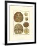 Sand Dollars III-Diderot-Framed Art Print