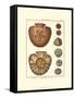 Sand Dollars IV-Diderot-Framed Stretched Canvas