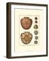 Sand Dollars IV-Diderot-Framed Art Print