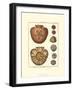 Sand Dollars IV-Diderot-Framed Art Print