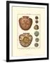 Sand Dollars IV-Diderot-Framed Art Print