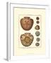 Sand Dollars IV-Diderot-Framed Art Print