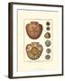 Sand Dollars IV-Diderot-Framed Art Print