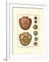 Sand Dollars IV-Diderot-Framed Art Print