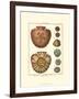 Sand Dollars IV-Diderot-Framed Art Print