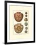 Sand Dollars IV-Diderot-Framed Art Print